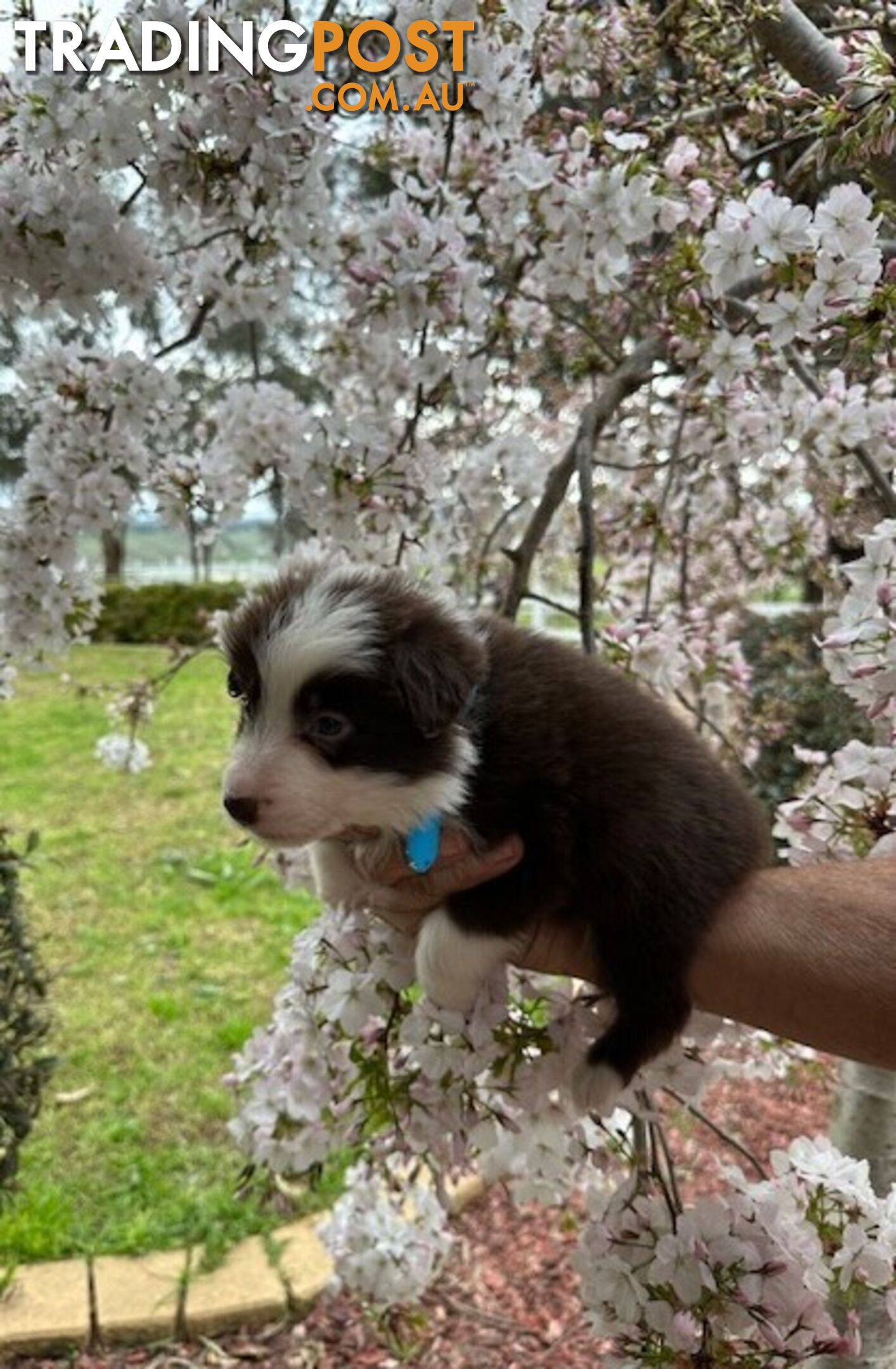 PURE BRED LONG HAIRED BORDER COLLIE PUPPIES