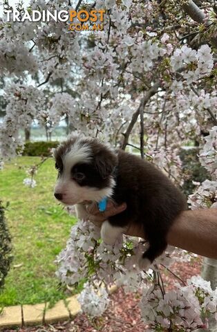 PURE BRED LONG HAIRED BORDER COLLIE PUPPIES