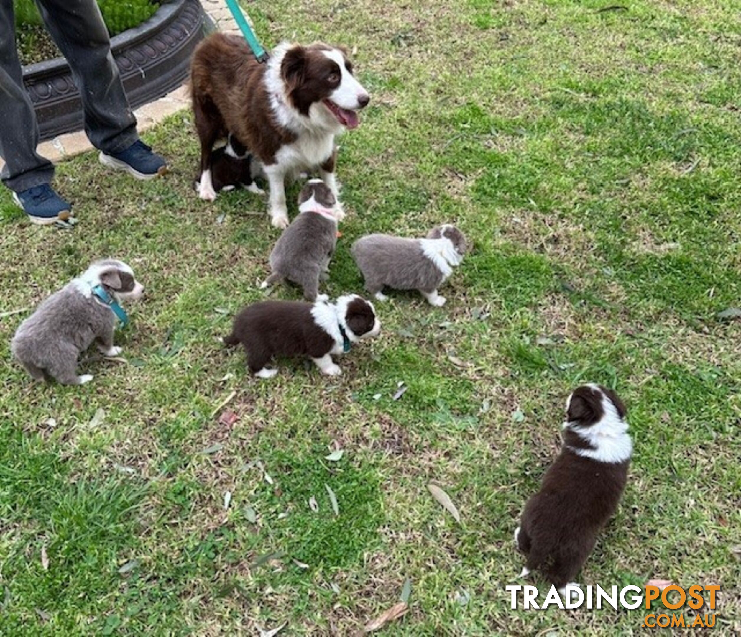 PURE BRED LONG HAIRED BORDER COLLIE PUPPIES