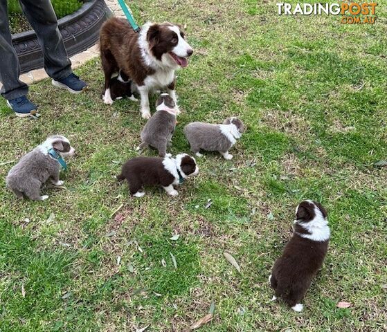 PURE BRED LONG HAIRED BORDER COLLIE PUPPIES