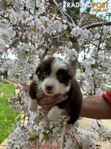 PURE BRED LONG HAIRED BORDER COLLIE PUPPIES