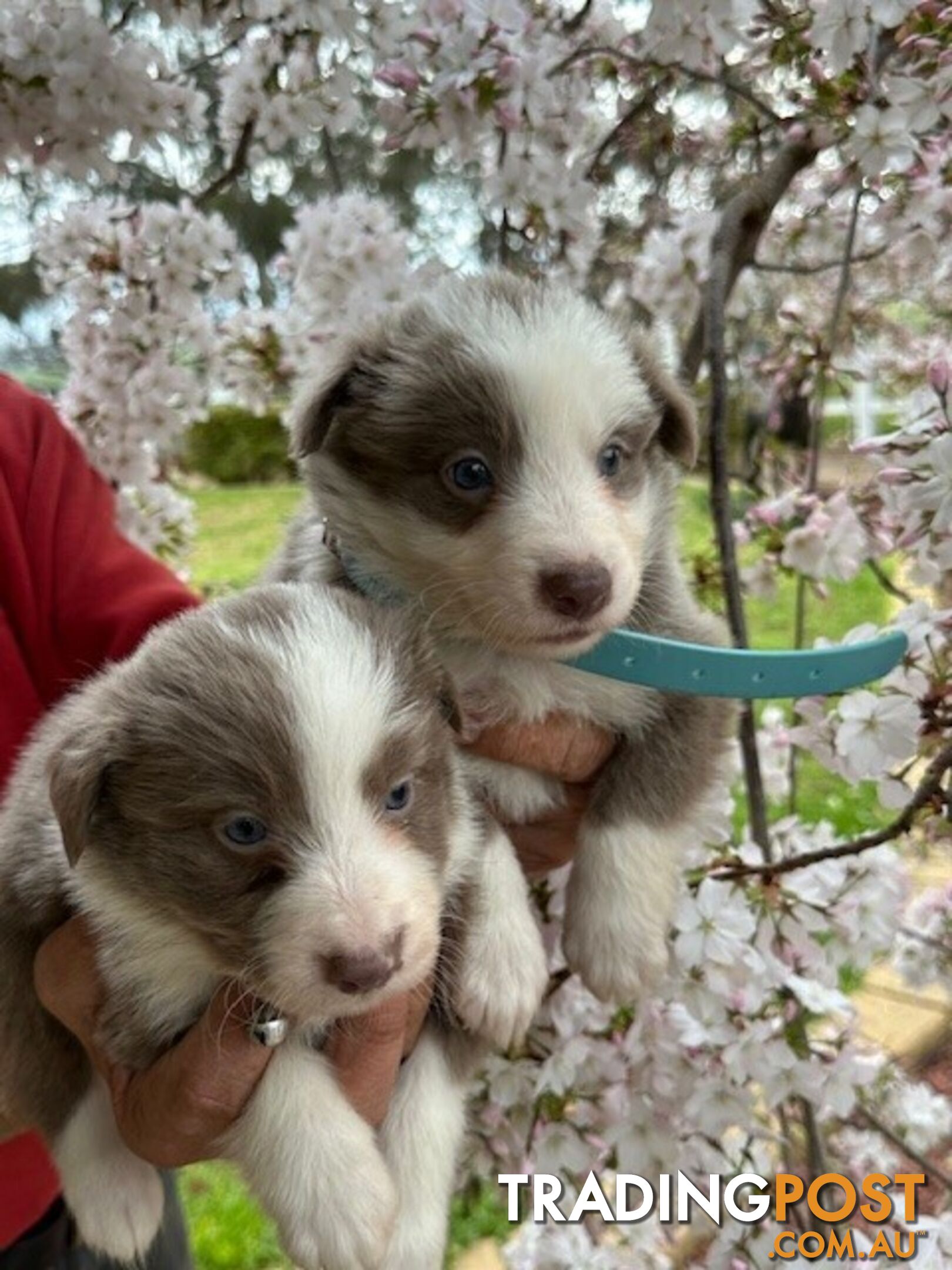 PURE BRED LONG HAIRED BORDER COLLIE PUPPIES