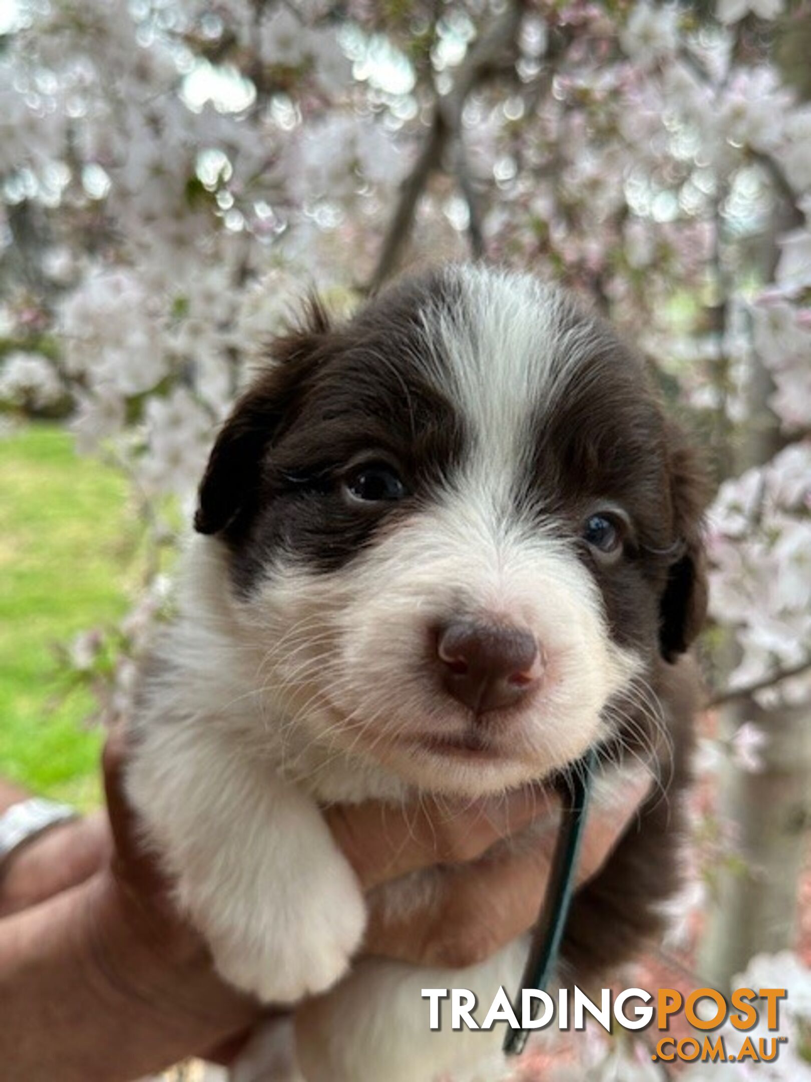 PURE BRED LONG HAIRED BORDER COLLIE PUPPIES