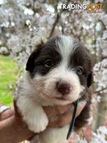 PURE BRED LONG HAIRED BORDER COLLIE PUPPIES