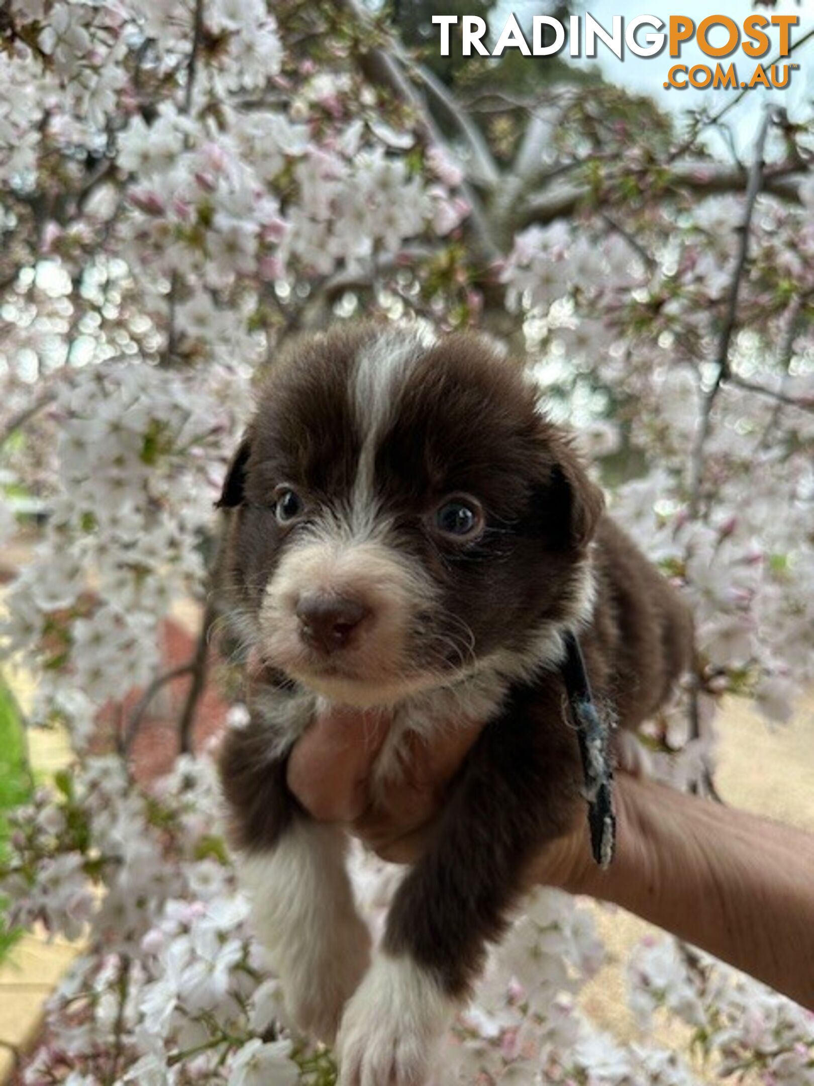 PURE BRED LONG HAIRED BORDER COLLIE PUPPIES