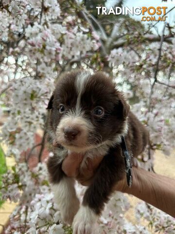 PURE BRED LONG HAIRED BORDER COLLIE PUPPIES