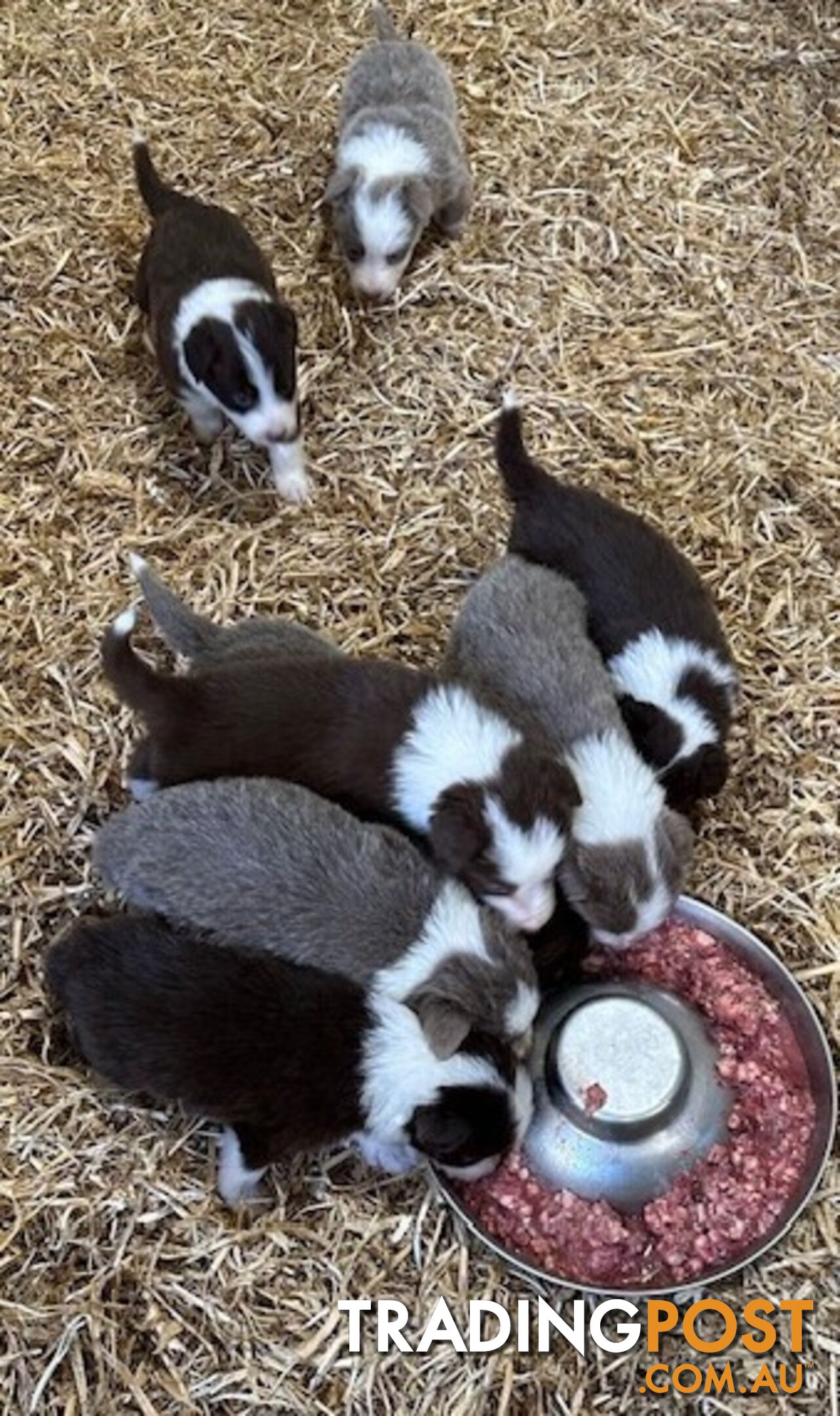 PURE BRED LONG HAIRED BORDER COLLIE PUPPIES