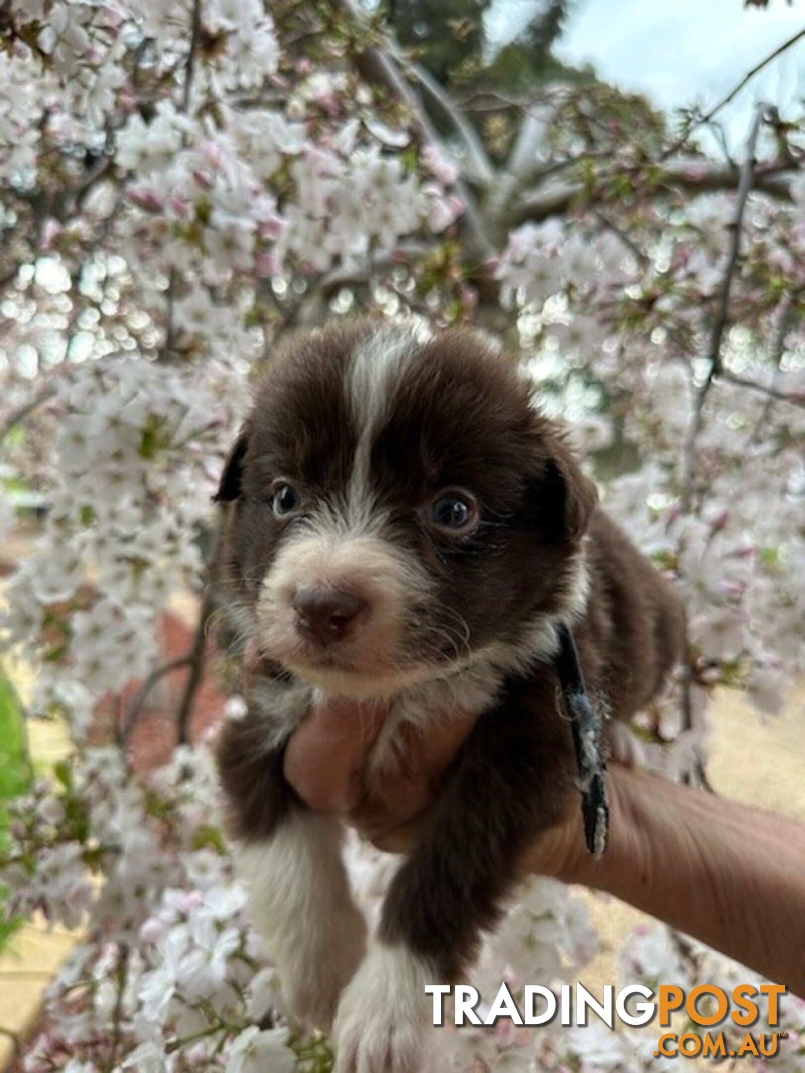 PURE BRED LONG HAIRED BORDER COLLIE PUPPIES