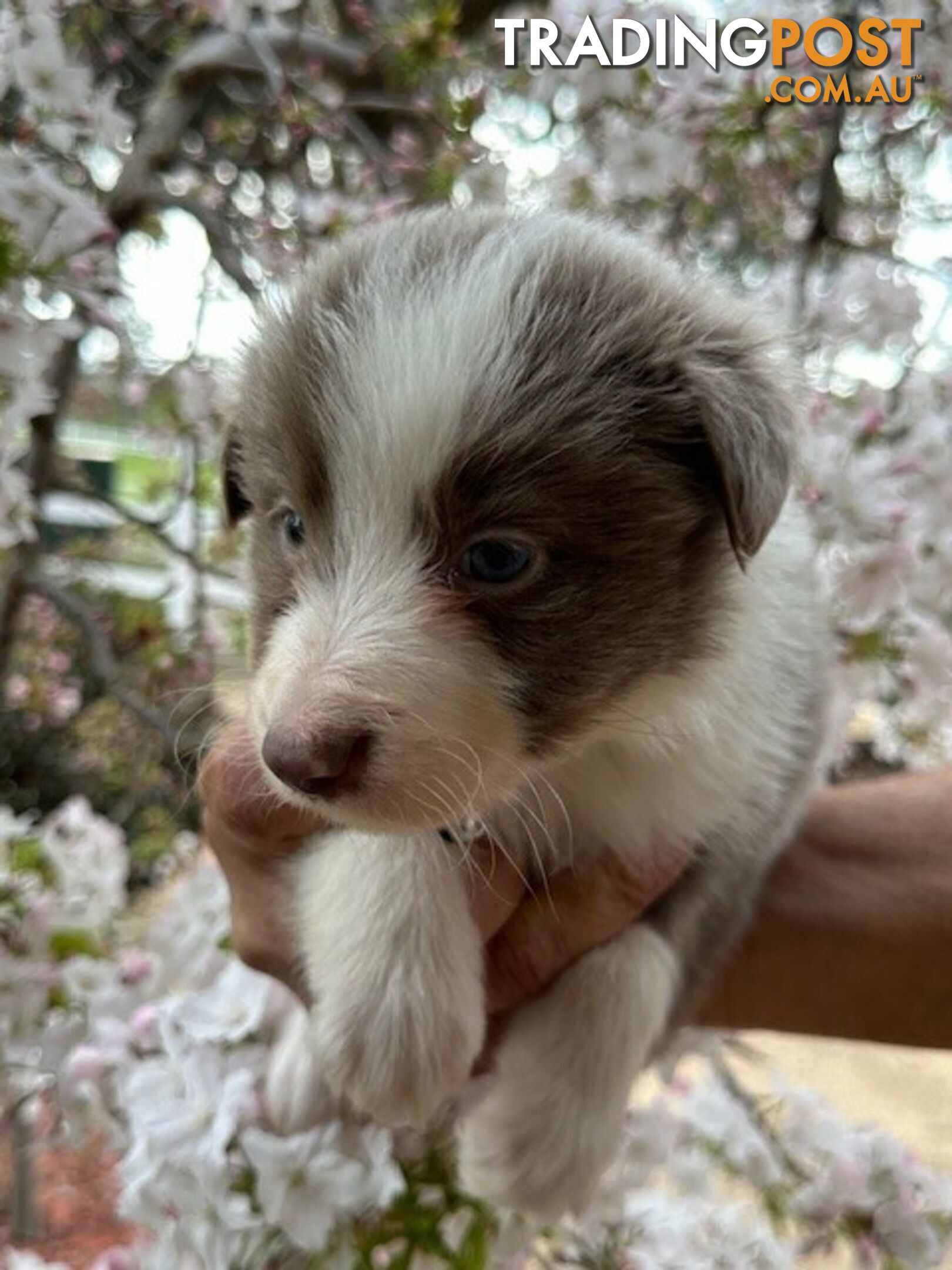 PURE BRED LONG HAIRED BORDER COLLIE PUPPIES