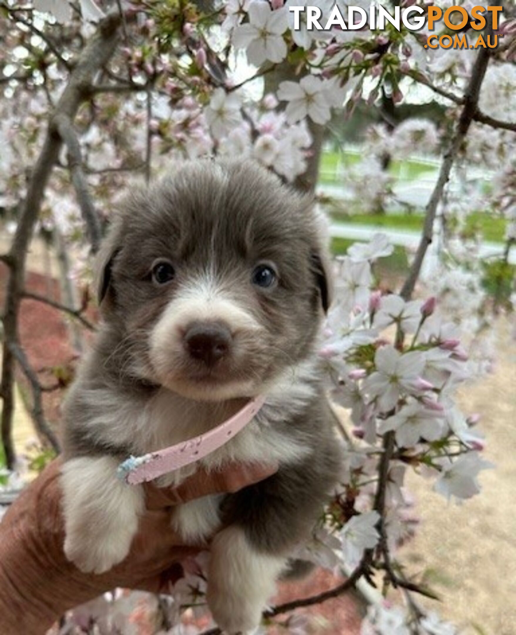 PURE BRED LONG HAIRED BORDER COLLIE PUPPIES