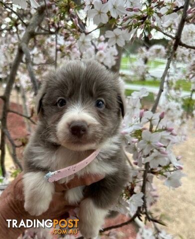 PURE BRED LONG HAIRED BORDER COLLIE PUPPIES