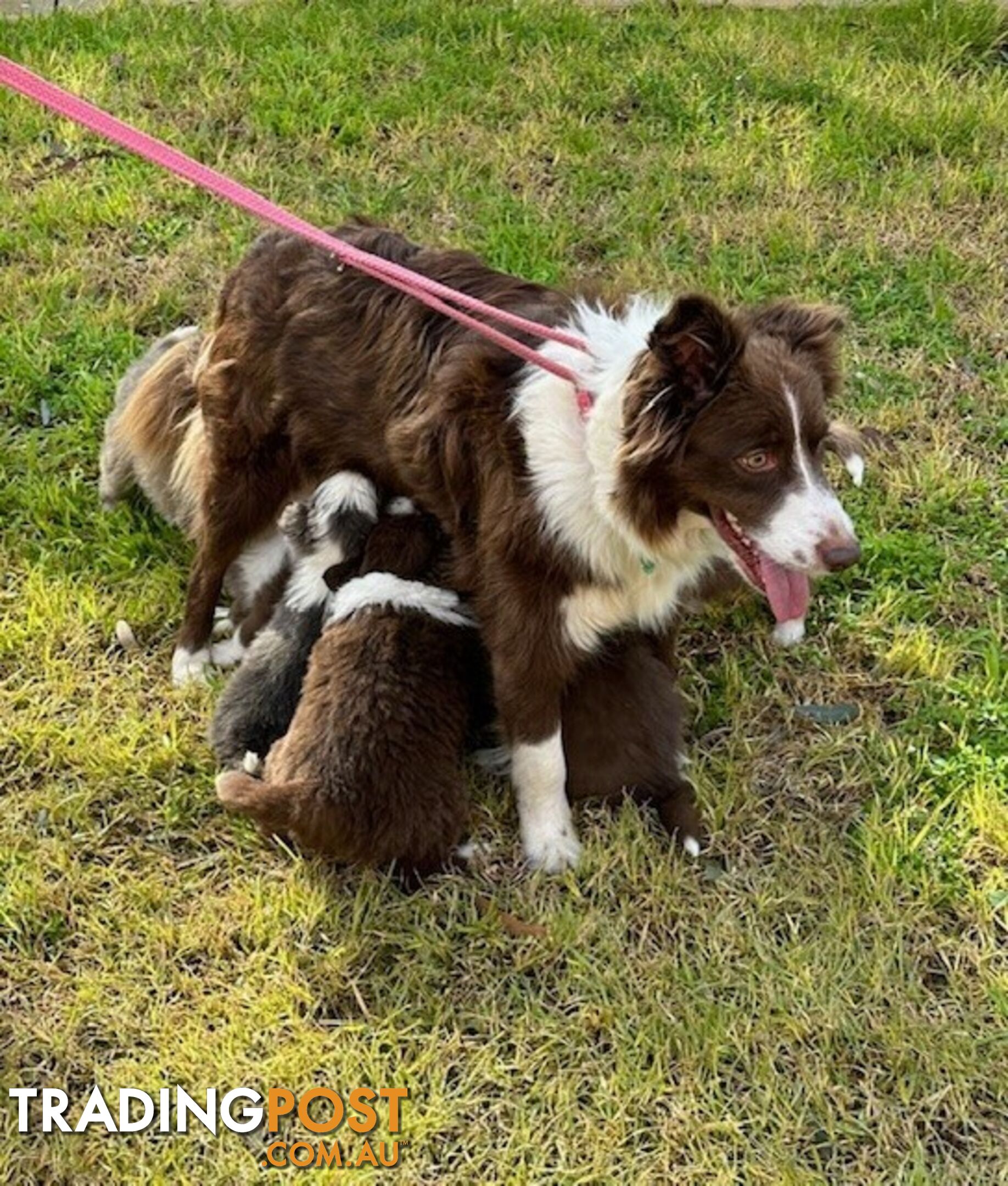 BORDER COLLIE PUPPIES