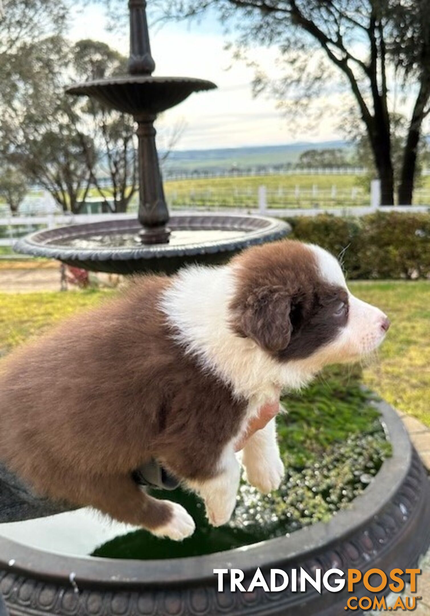 BORDER COLLIE PUPPIES