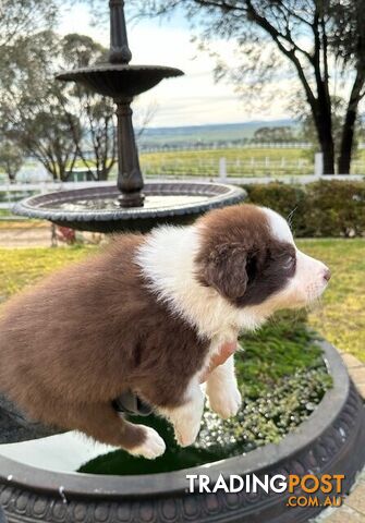 BORDER COLLIE PUPPIES