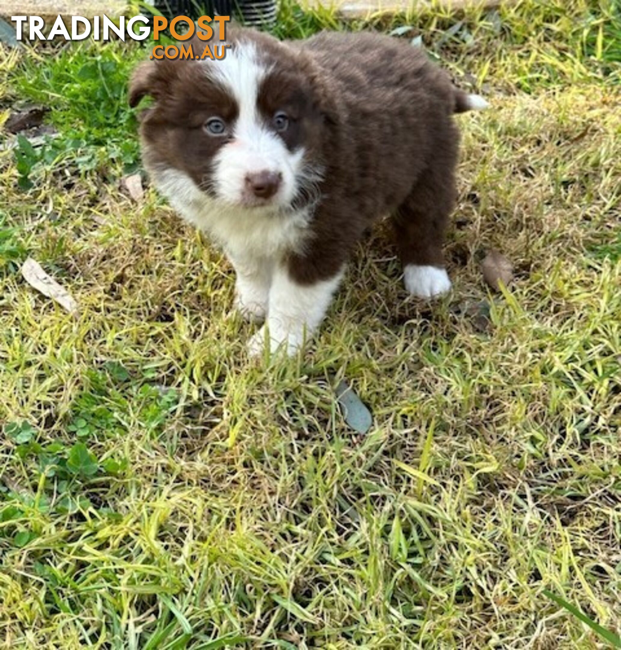 BORDER COLLIE PUPPIES