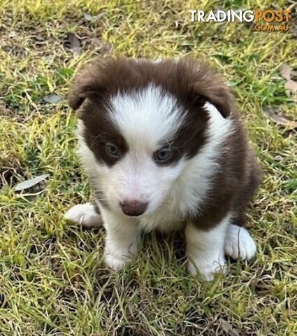 BORDER COLLIE PUPPIES