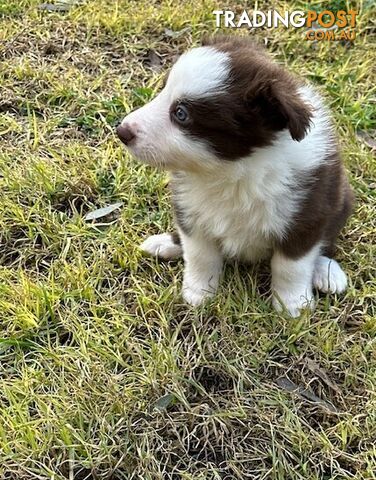 BORDER COLLIE PUPPIES