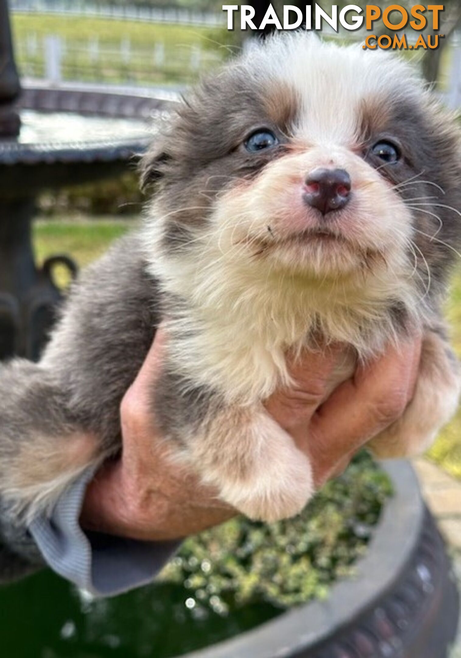 BORDER COLLIE PUPPIES