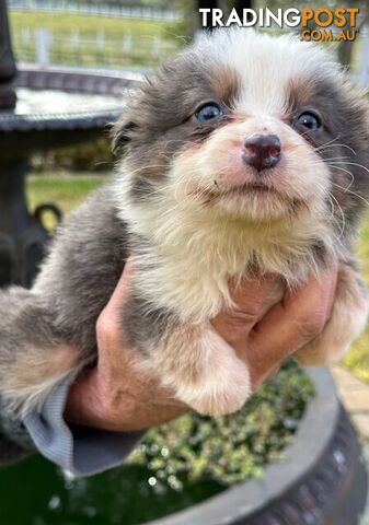 BORDER COLLIE PUPPIES