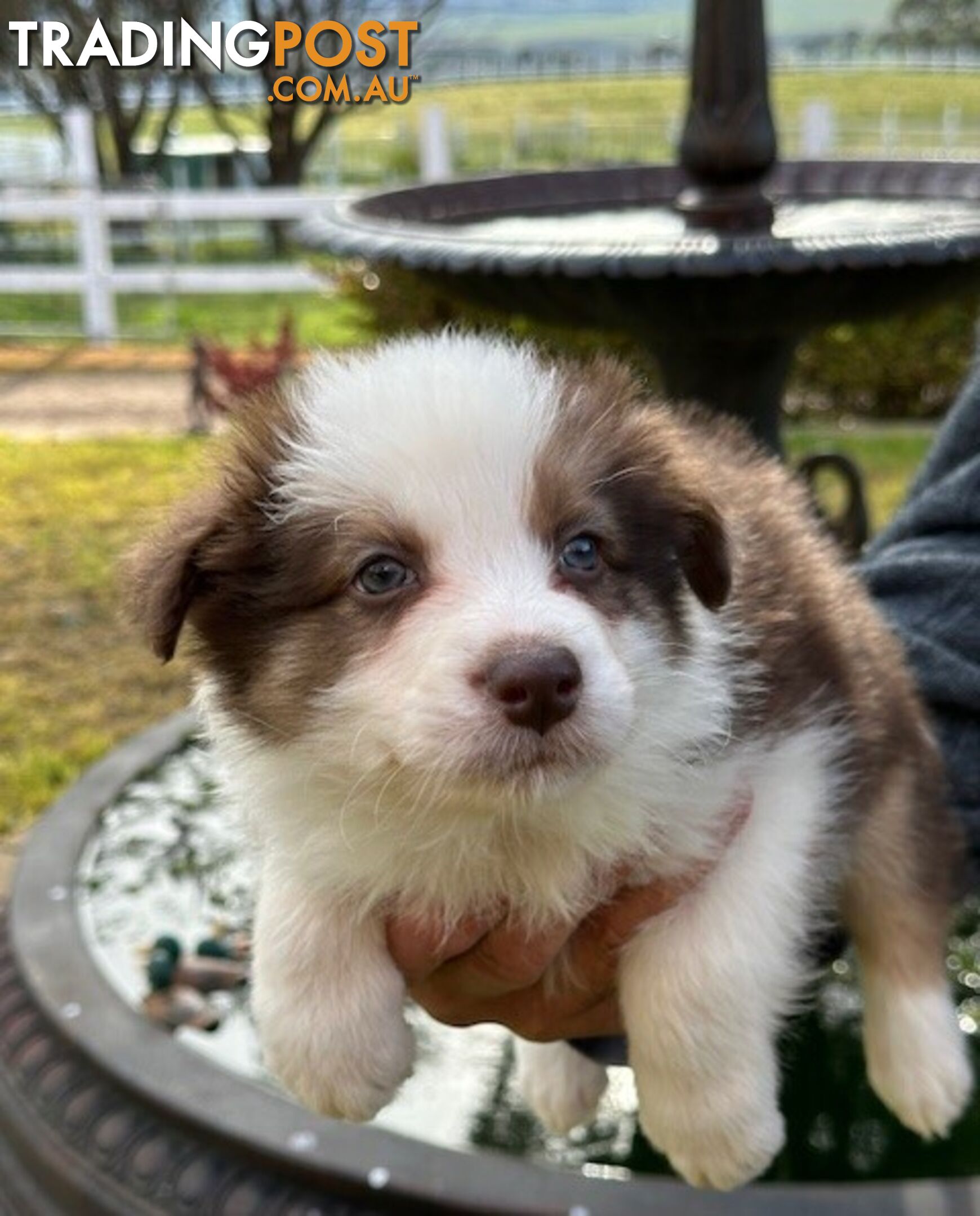 BORDER COLLIE PUPPIES