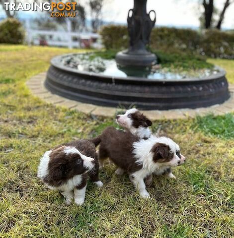 BORDER COLLIE PUPPIES