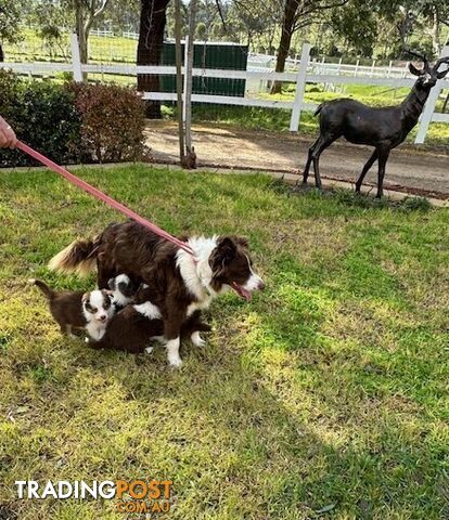 BORDER COLLIE PUPPIES