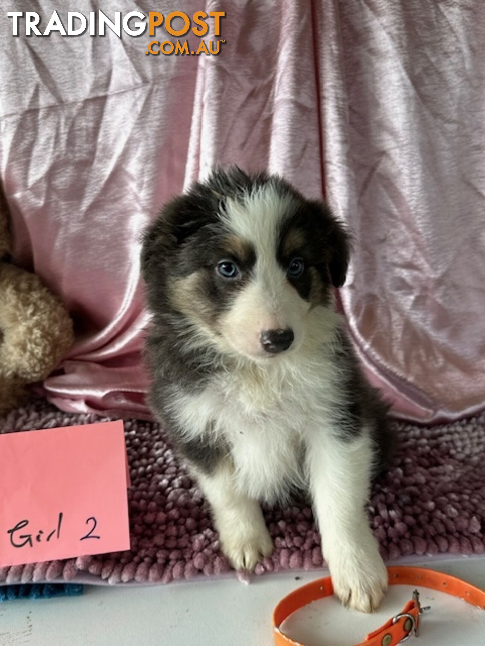 PURE BRED BORDER COLLIE PUPPIES