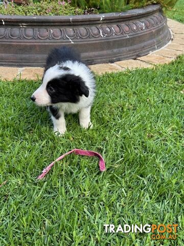 PURE BRED BORDER COLLIE PUPPIES