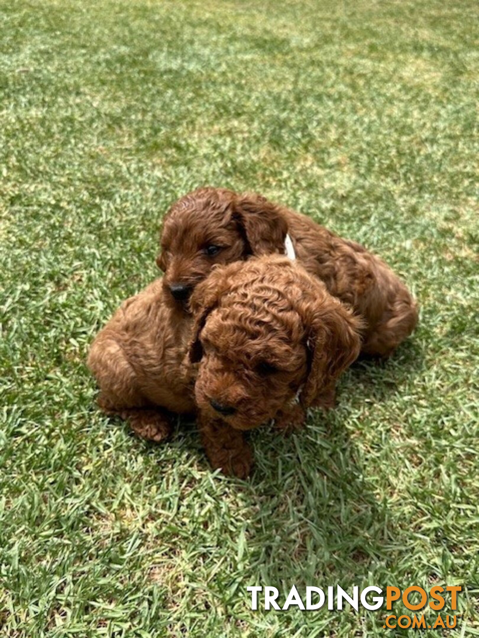 FEMALE MINITURE CAVOODLE PUPPIES