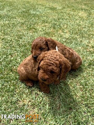 FEMALE MINITURE CAVOODLE PUPPIES