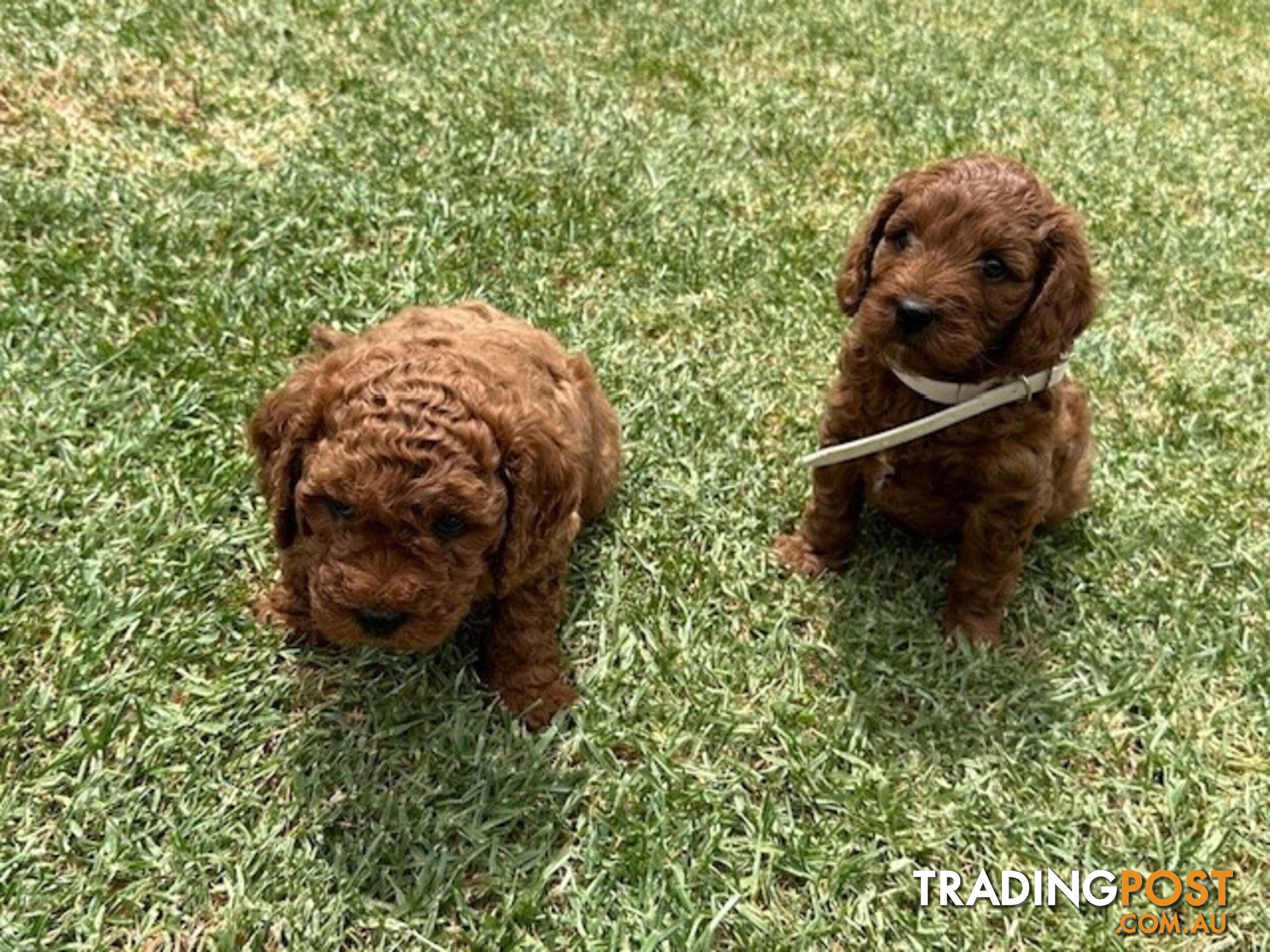 FEMALE MINITURE CAVOODLE PUPPIES