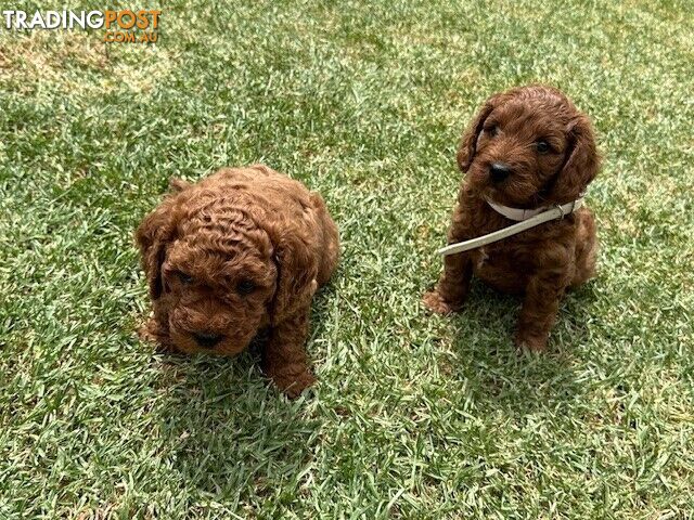 FEMALE MINITURE CAVOODLE PUPPIES