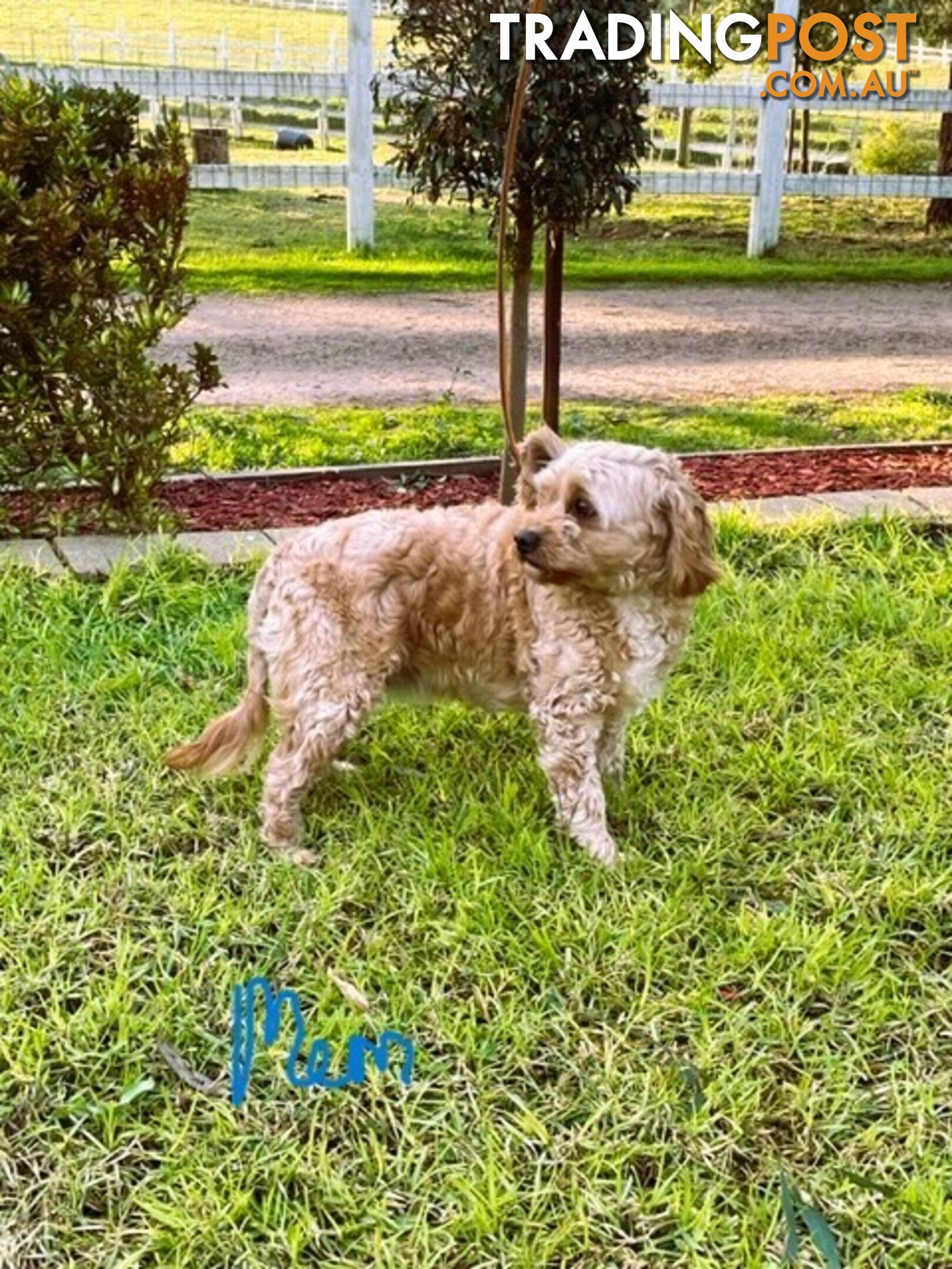 FEMALE MINITURE CAVOODLE PUPPIES