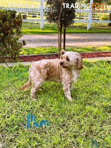 FEMALE MINITURE CAVOODLE PUPPIES