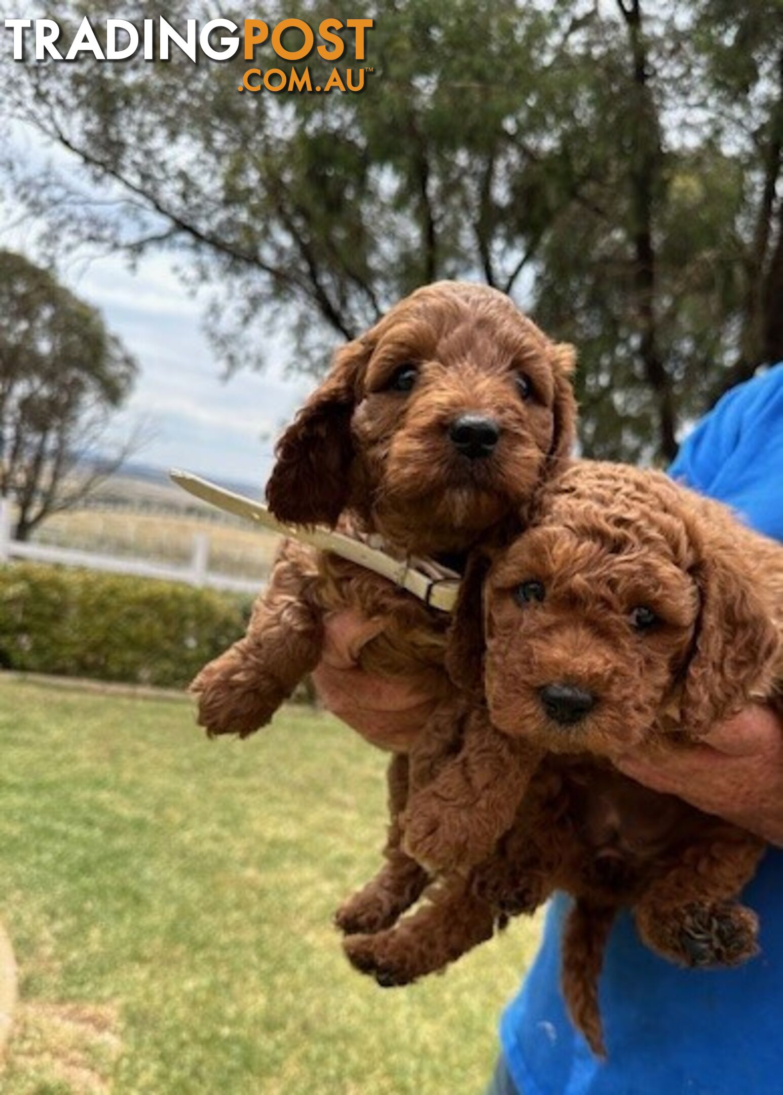 FEMALE MINITURE CAVOODLE PUPPIES