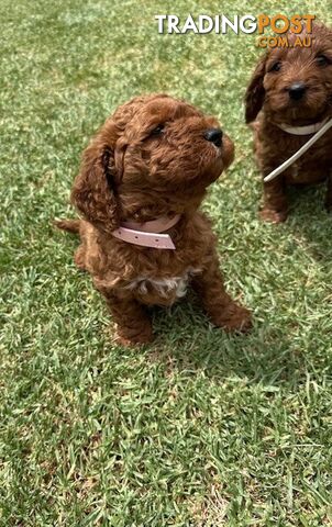 FEMALE MINITURE CAVOODLE PUPPIES