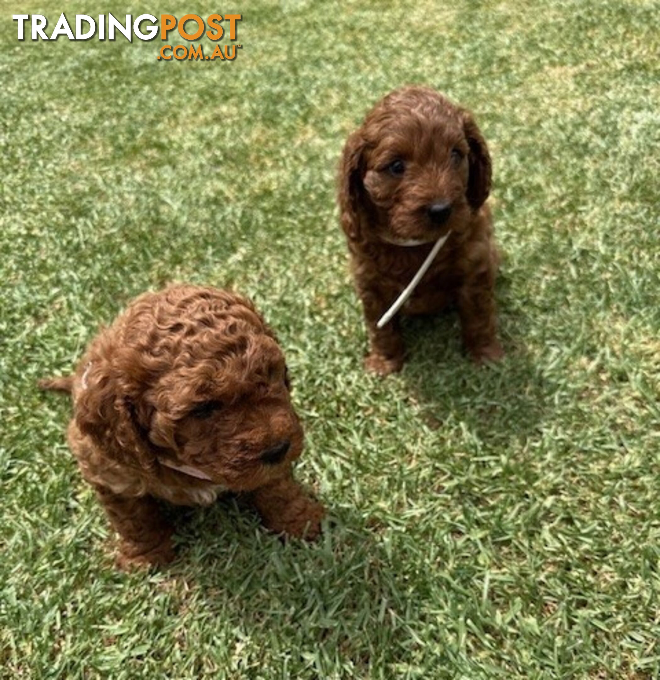 FEMALE MINITURE CAVOODLE PUPPIES