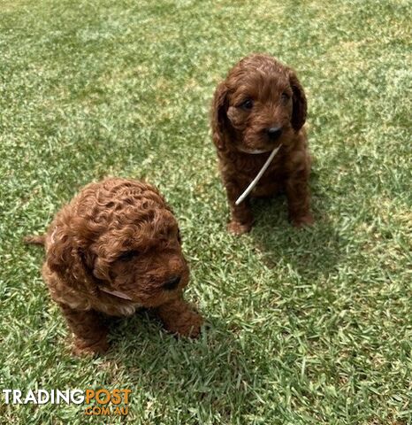 FEMALE MINITURE CAVOODLE PUPPIES