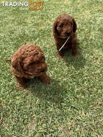 FEMALE MINITURE CAVOODLE PUPPIES