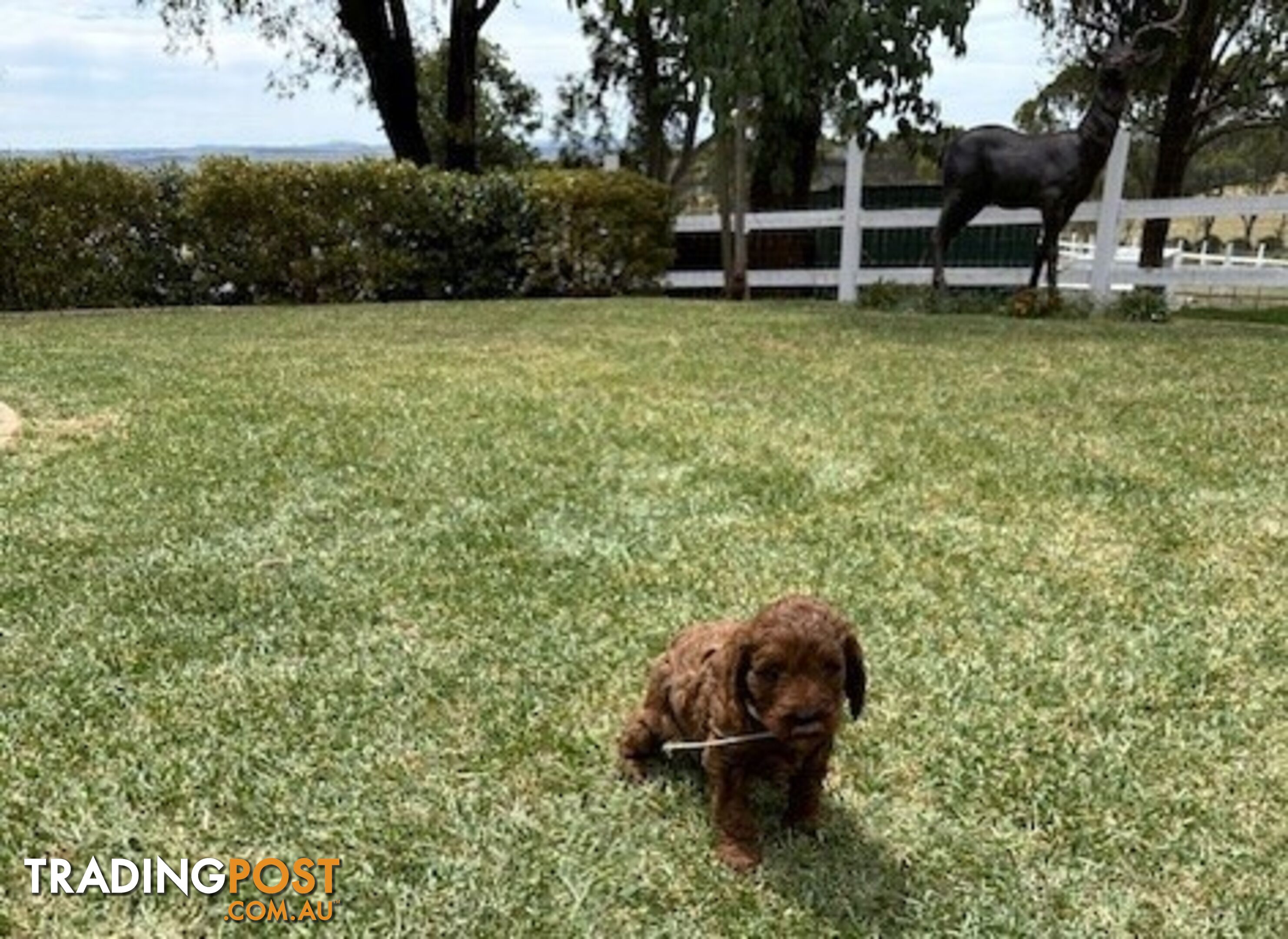 FEMALE MINITURE CAVOODLE PUPPIES