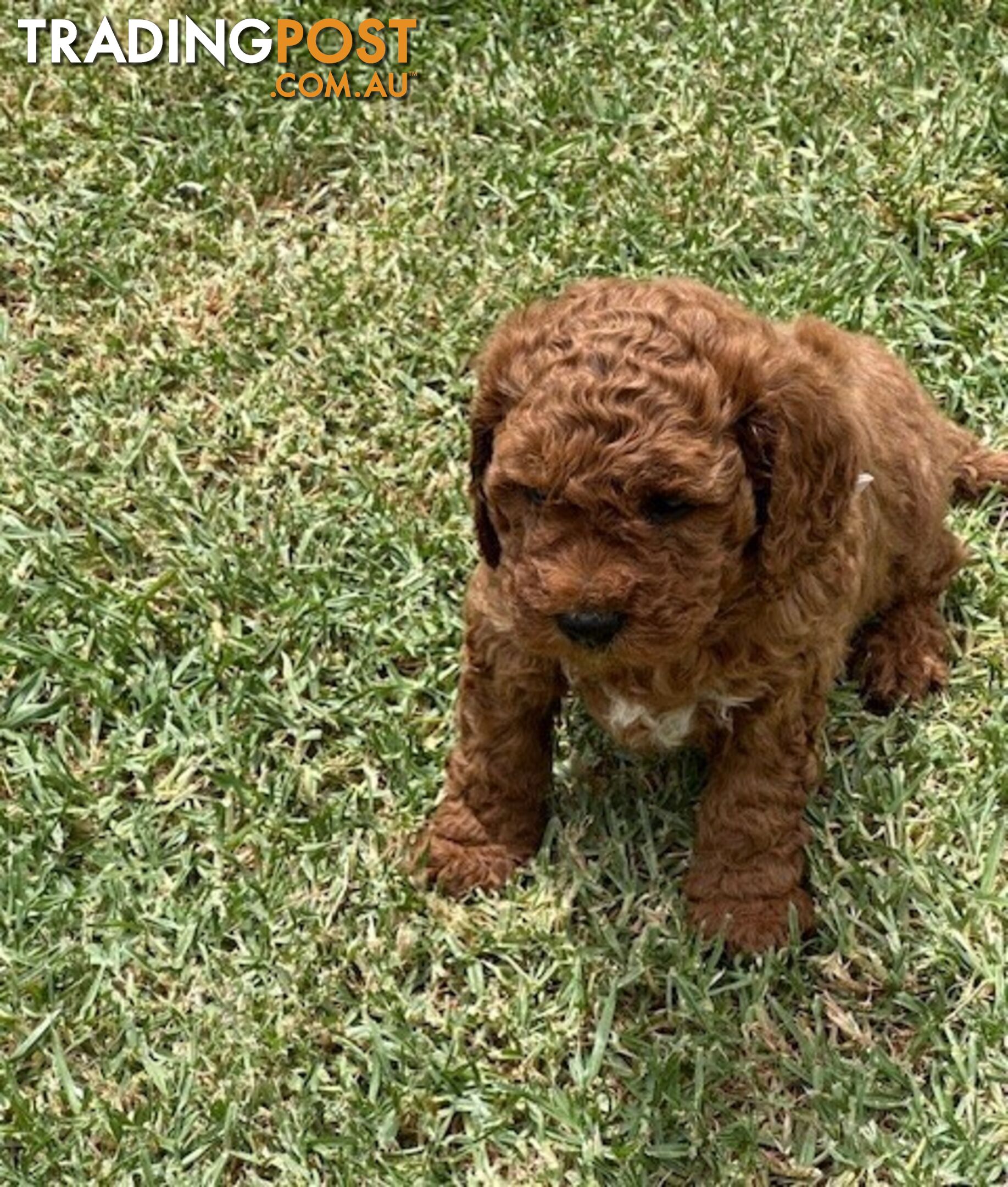 FEMALE MINITURE CAVOODLE PUPPIES