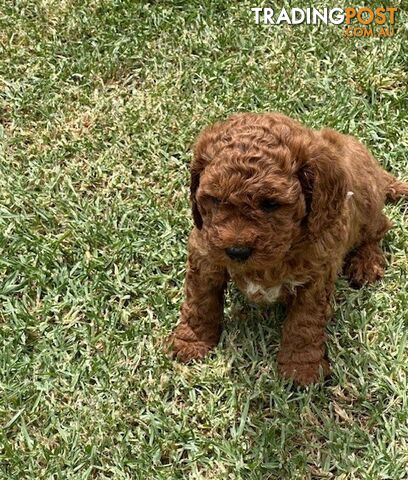 FEMALE MINITURE CAVOODLE PUPPIES