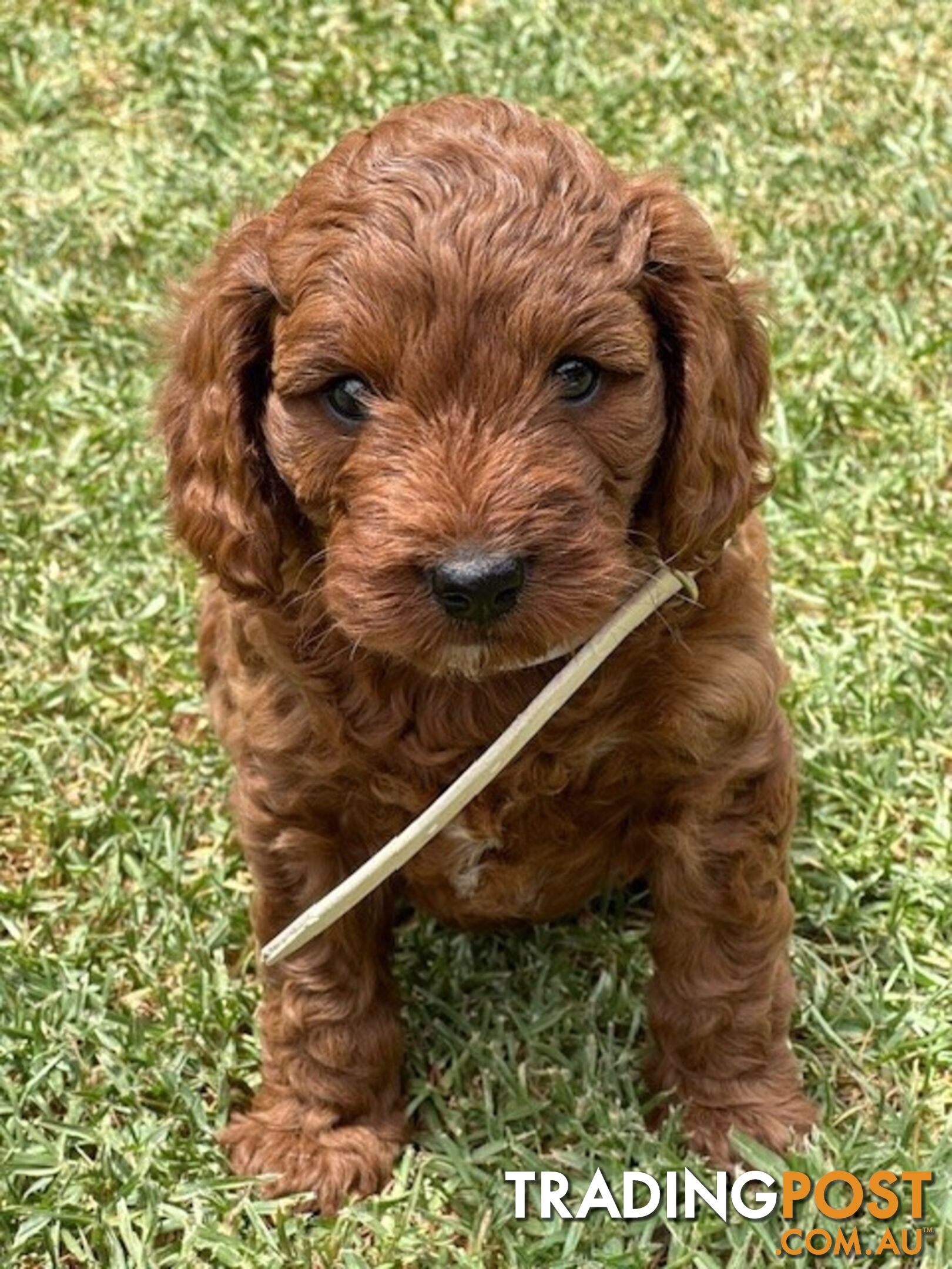 FEMALE MINITURE CAVOODLE PUPPIES