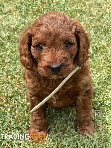 FEMALE MINITURE CAVOODLE PUPPIES