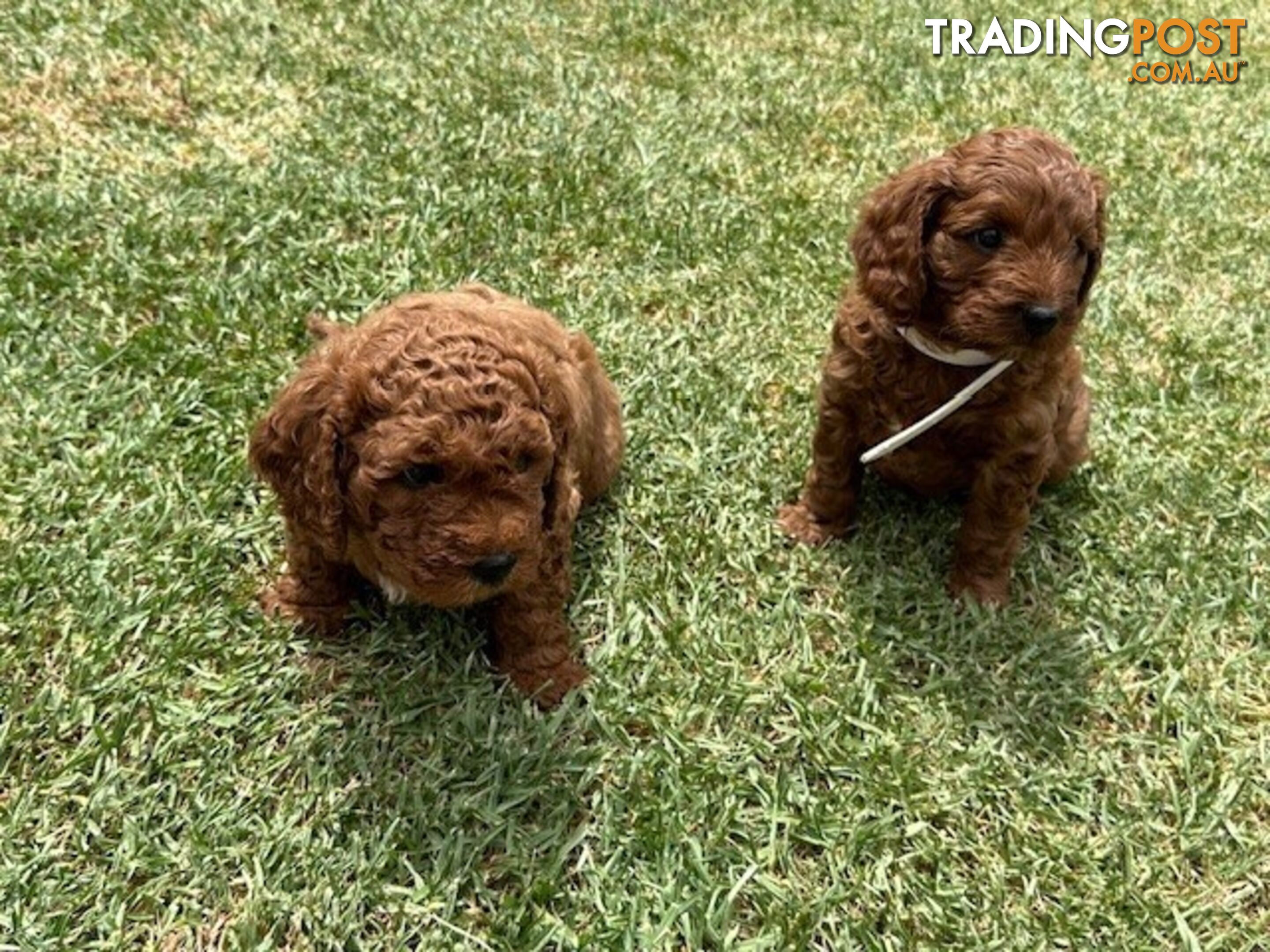 FEMALE MINITURE CAVOODLE PUPPIES