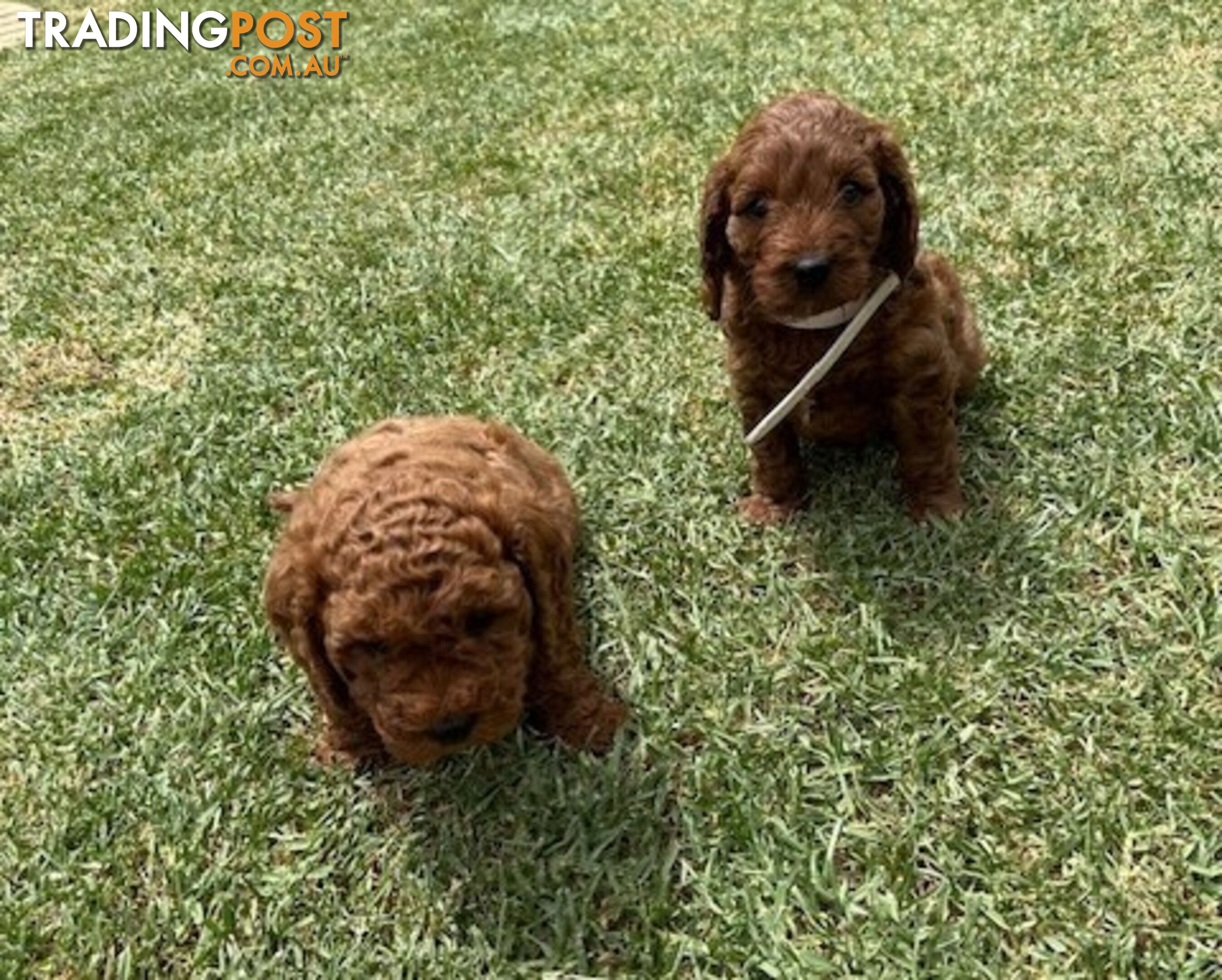 FEMALE MINITURE CAVOODLE PUPPIES