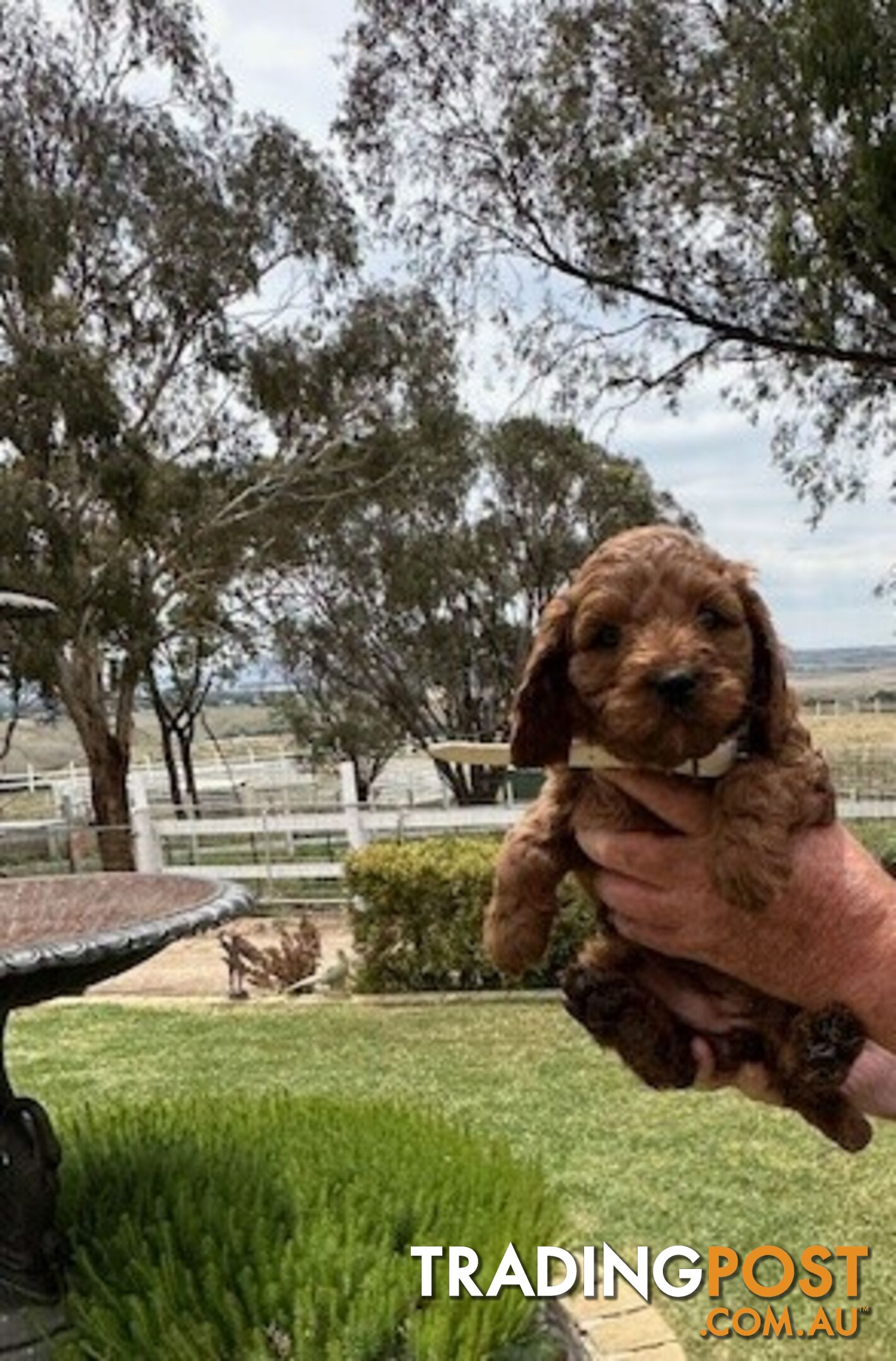 FEMALE MINITURE CAVOODLE PUPPIES