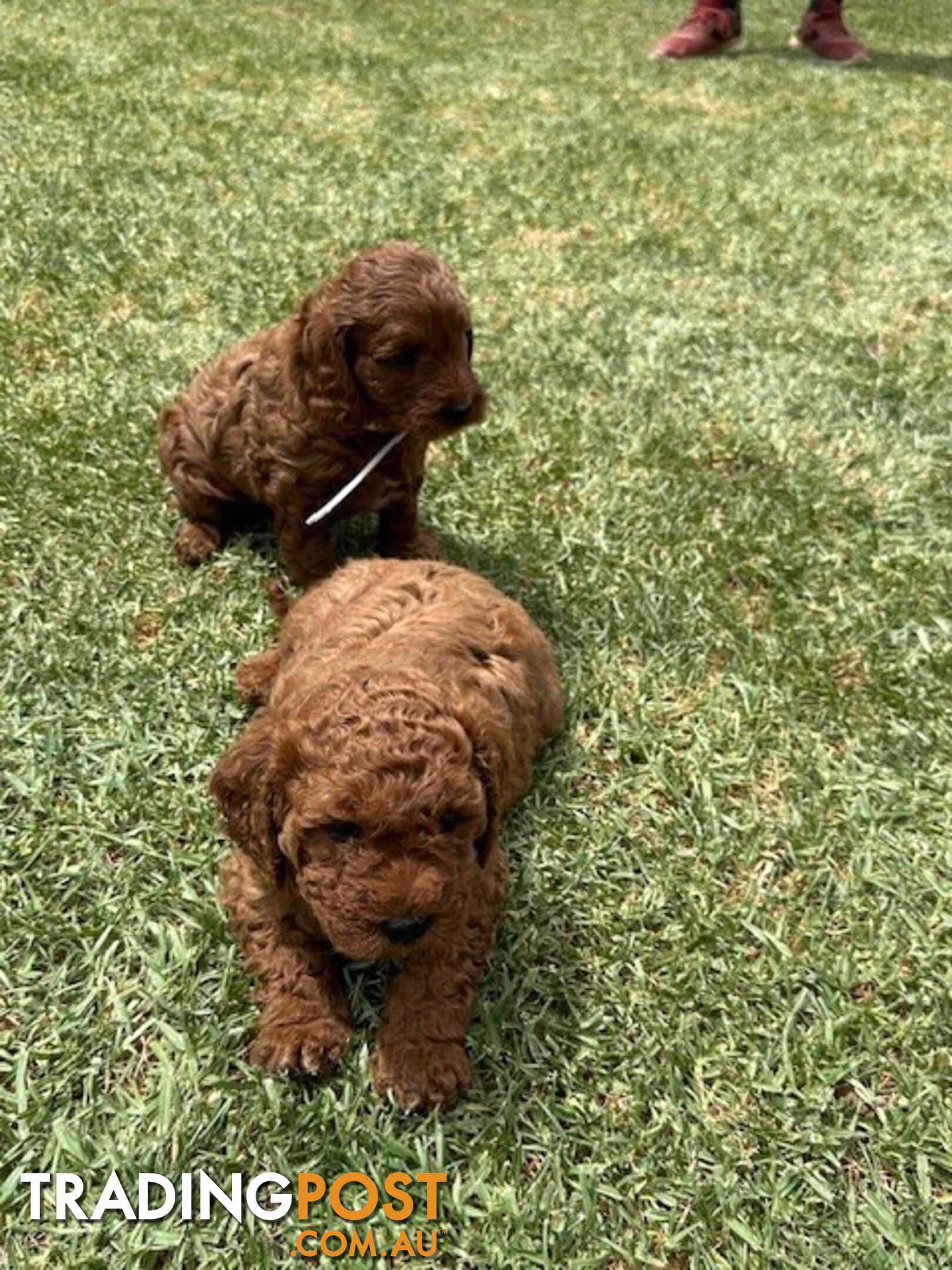 FEMALE MINITURE CAVOODLE PUPPIES