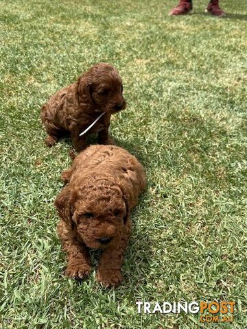 FEMALE MINITURE CAVOODLE PUPPIES