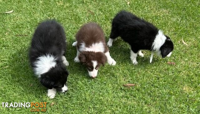 PURE BRED BORDER COLLIE PUPPIES